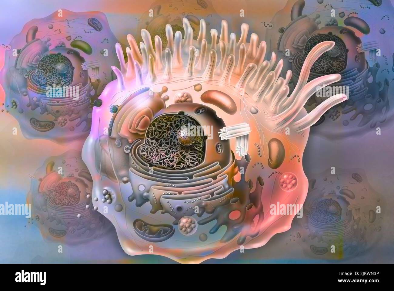 Cell sectional view with all the main organelles: nucleus, reticulum. Stock Photo