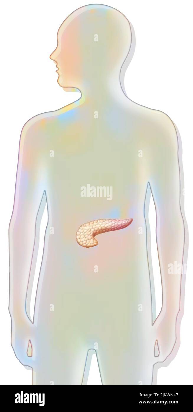 Pancreas placed in a male silhouette. Stock Photo