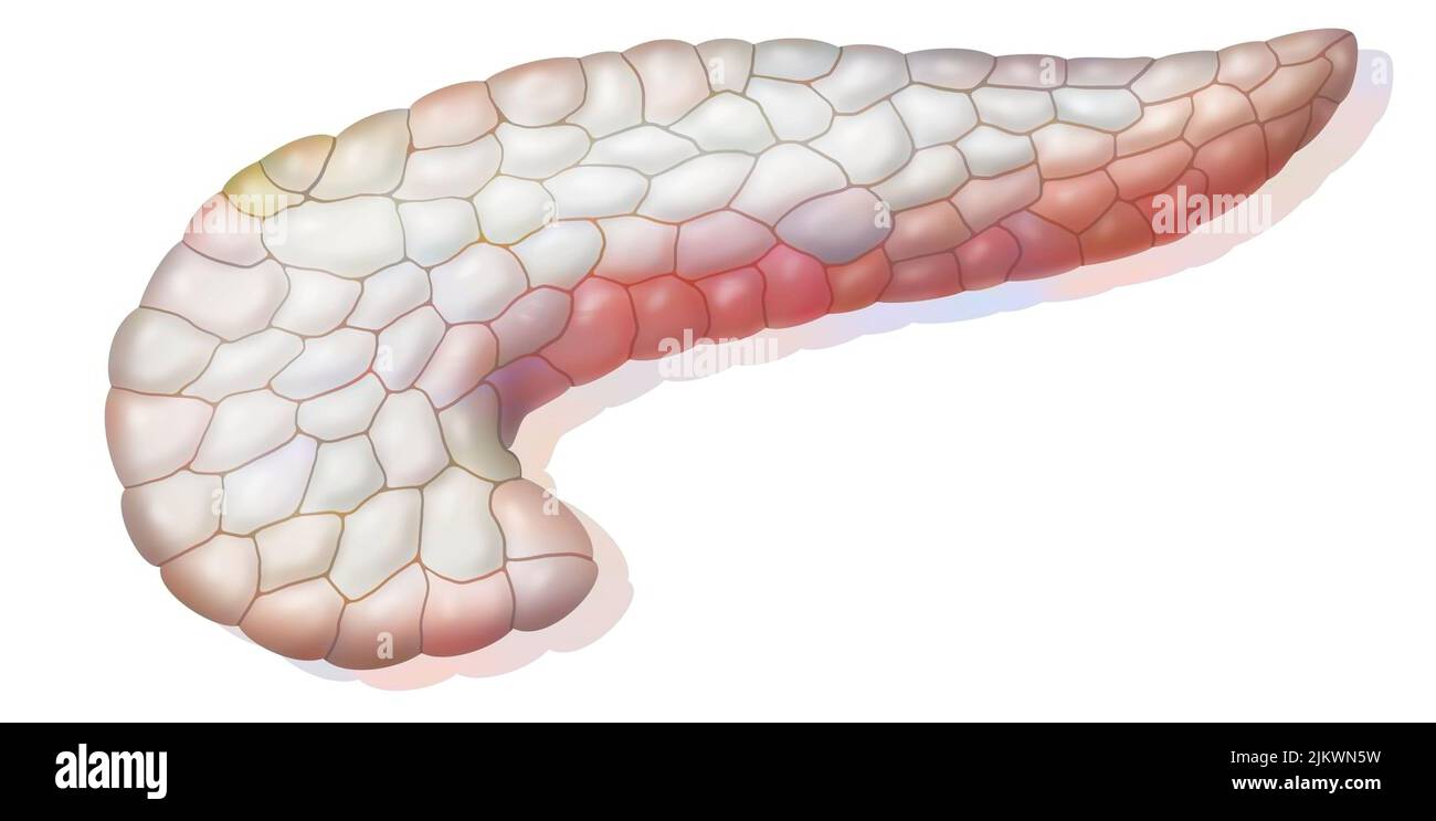 Representation of pancreas isolated on white background. Stock Photo