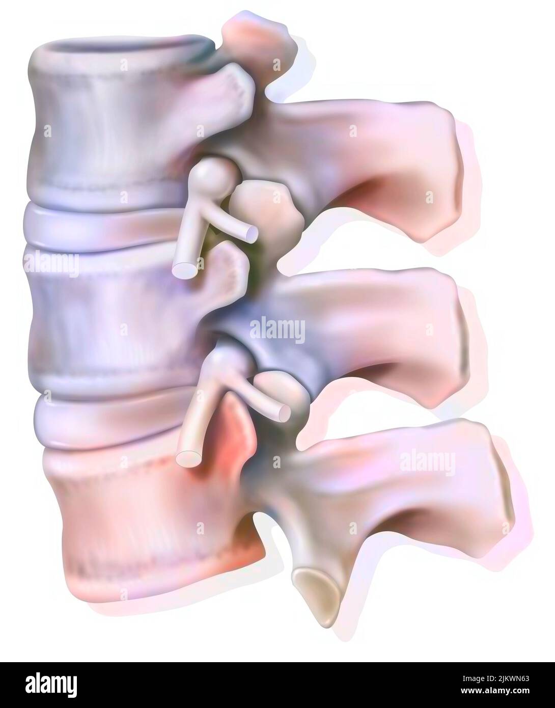 Lumbar nerve roots of the spinal nerves coming out of the lumbar vertebrae. Stock Photo