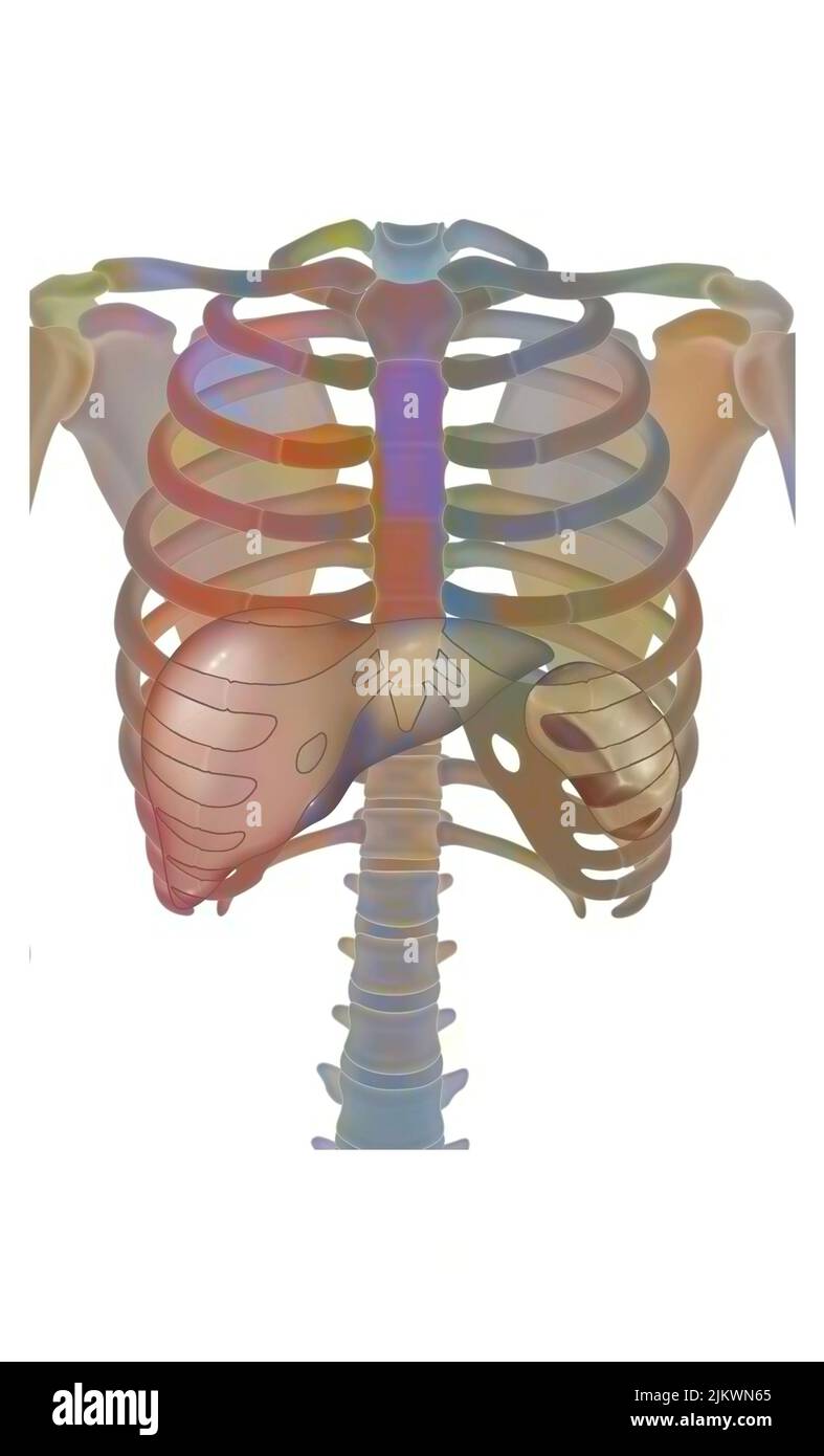 Thorax with the rib cage (ribs, sternum..), Liver and spleen Stock