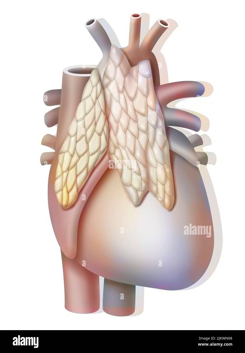Thymus, endocrine gland located in front of the heart. Stock Photo