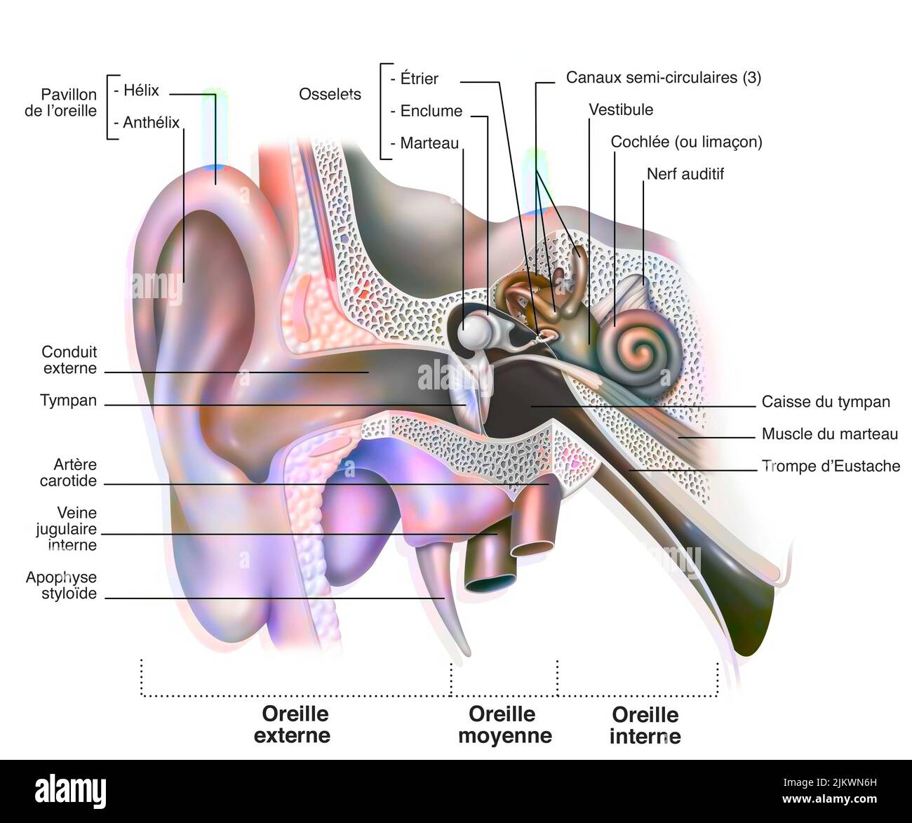 Anatomy of the inner ear showing the eardrum, the cochlea. Stock Photo