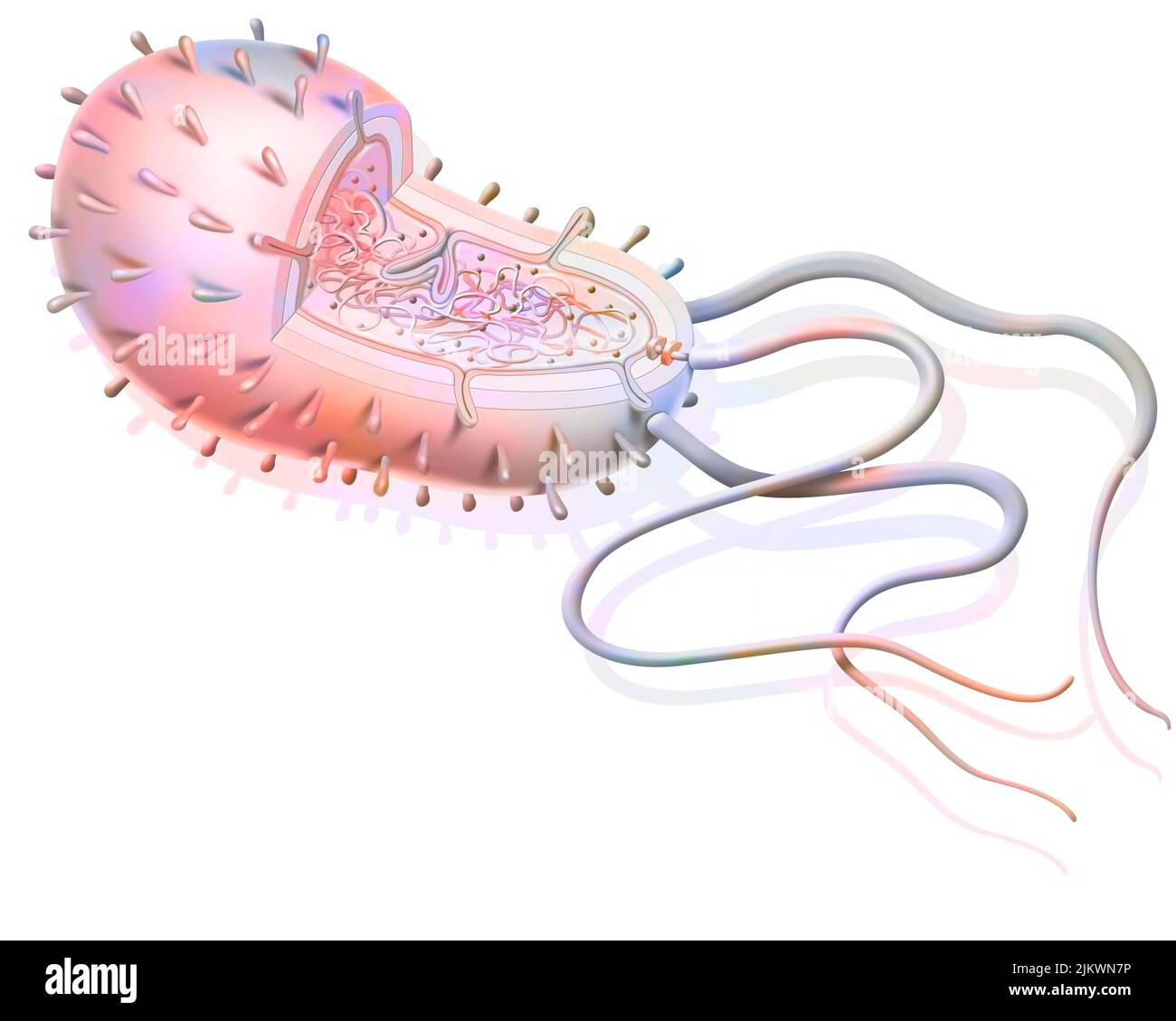 Structure of a bacterium: plasmids, ribosomes, DNA, flagella. Stock Photo