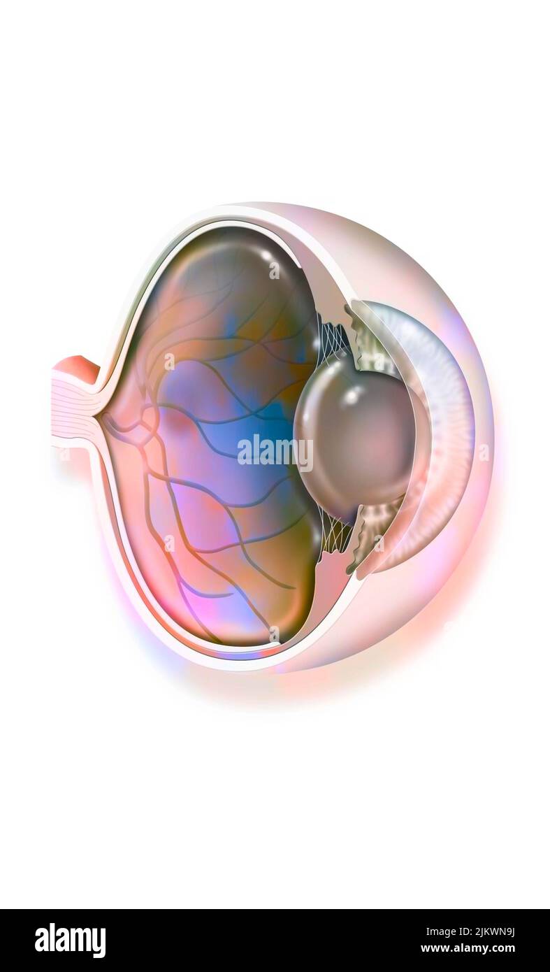 Anatomy of the eye with lens, retinal veins and arteries. Stock Photo