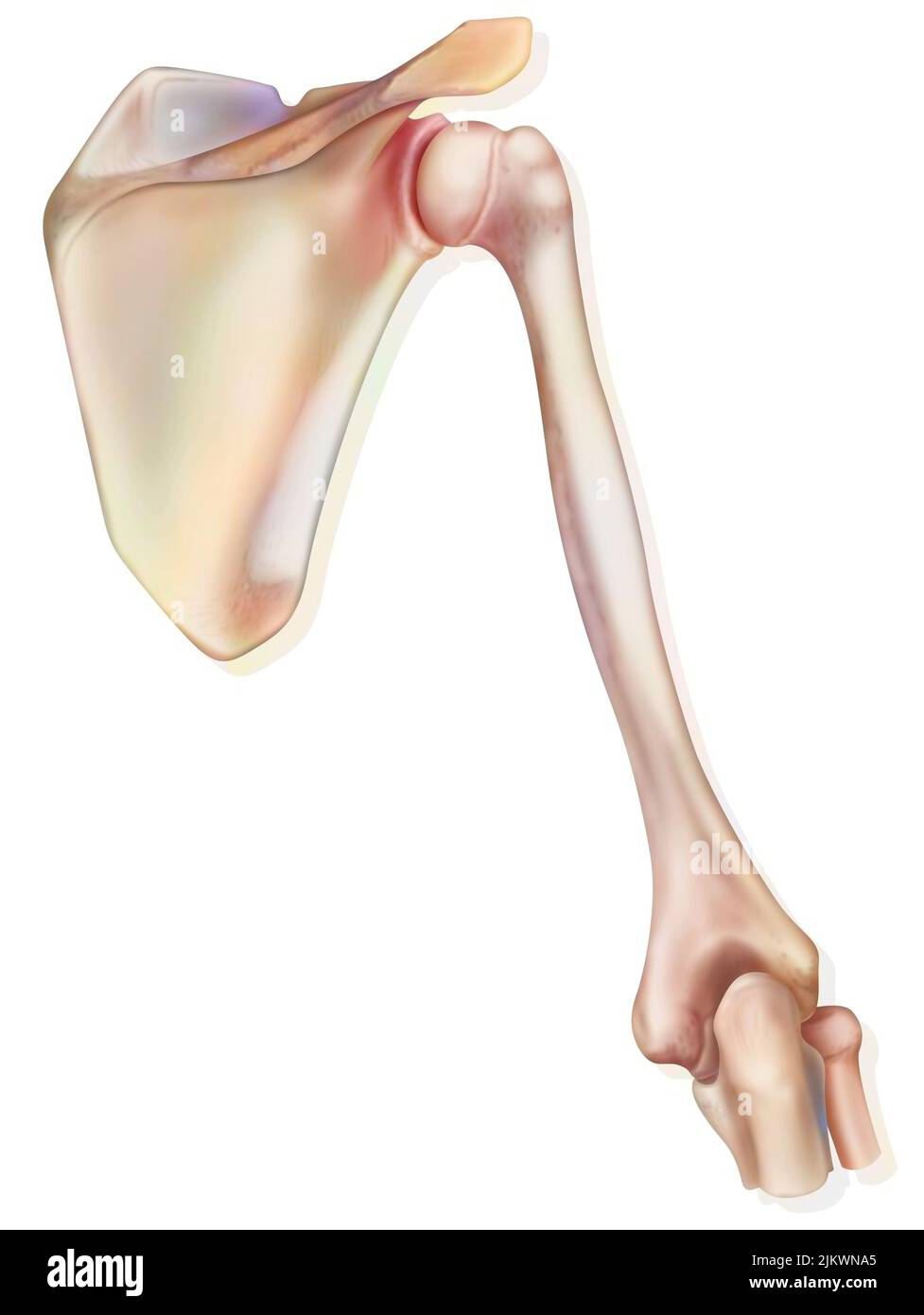 Shoulder and the bones that constitute it: the scapula, the humerus. Stock Photo