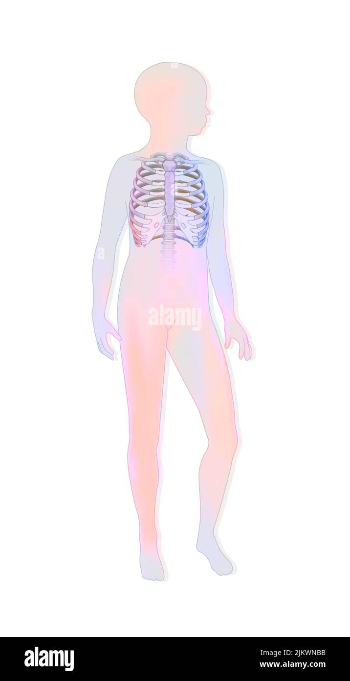 Location of the rib cage in a child's silhouette Stock Photo - Alamy