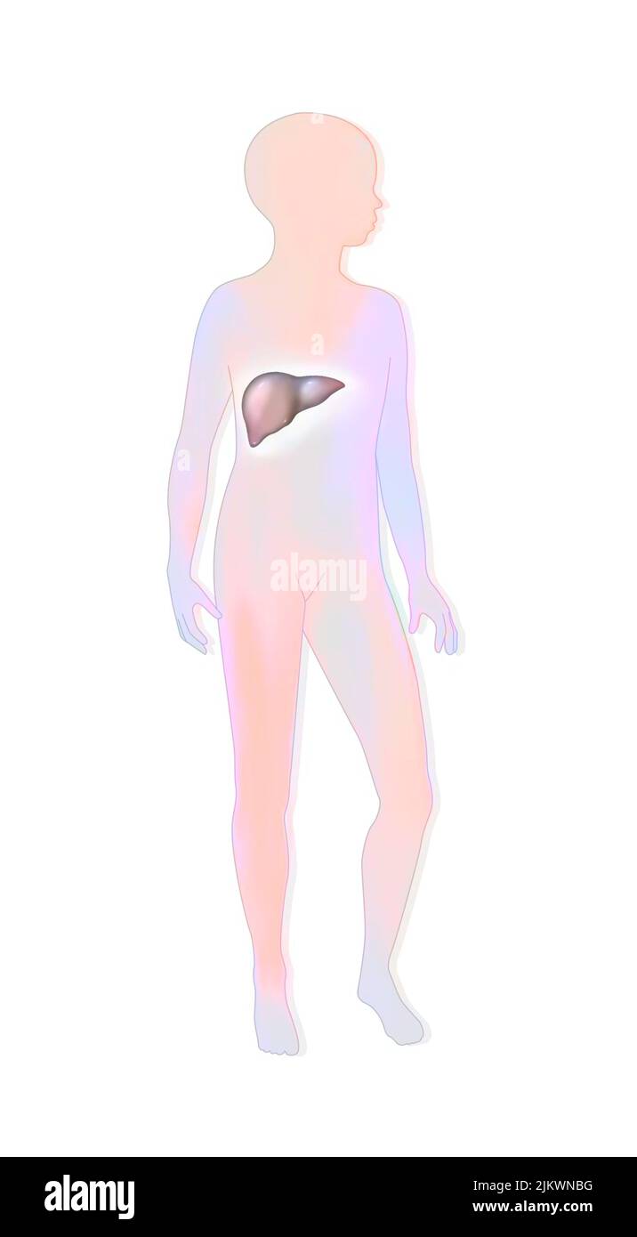 Localization of the liver in a child's silhouette. Stock Photo