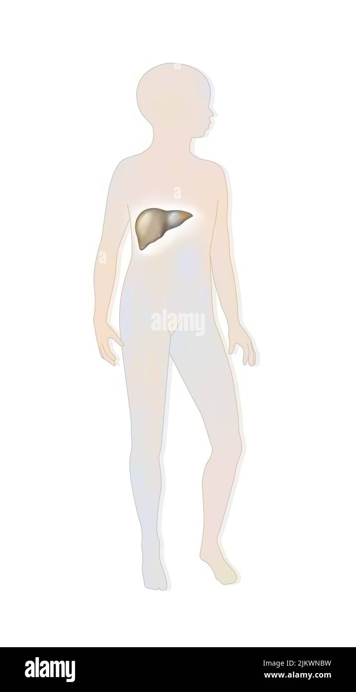 Localization of the liver in a child's silhouette. Stock Photo