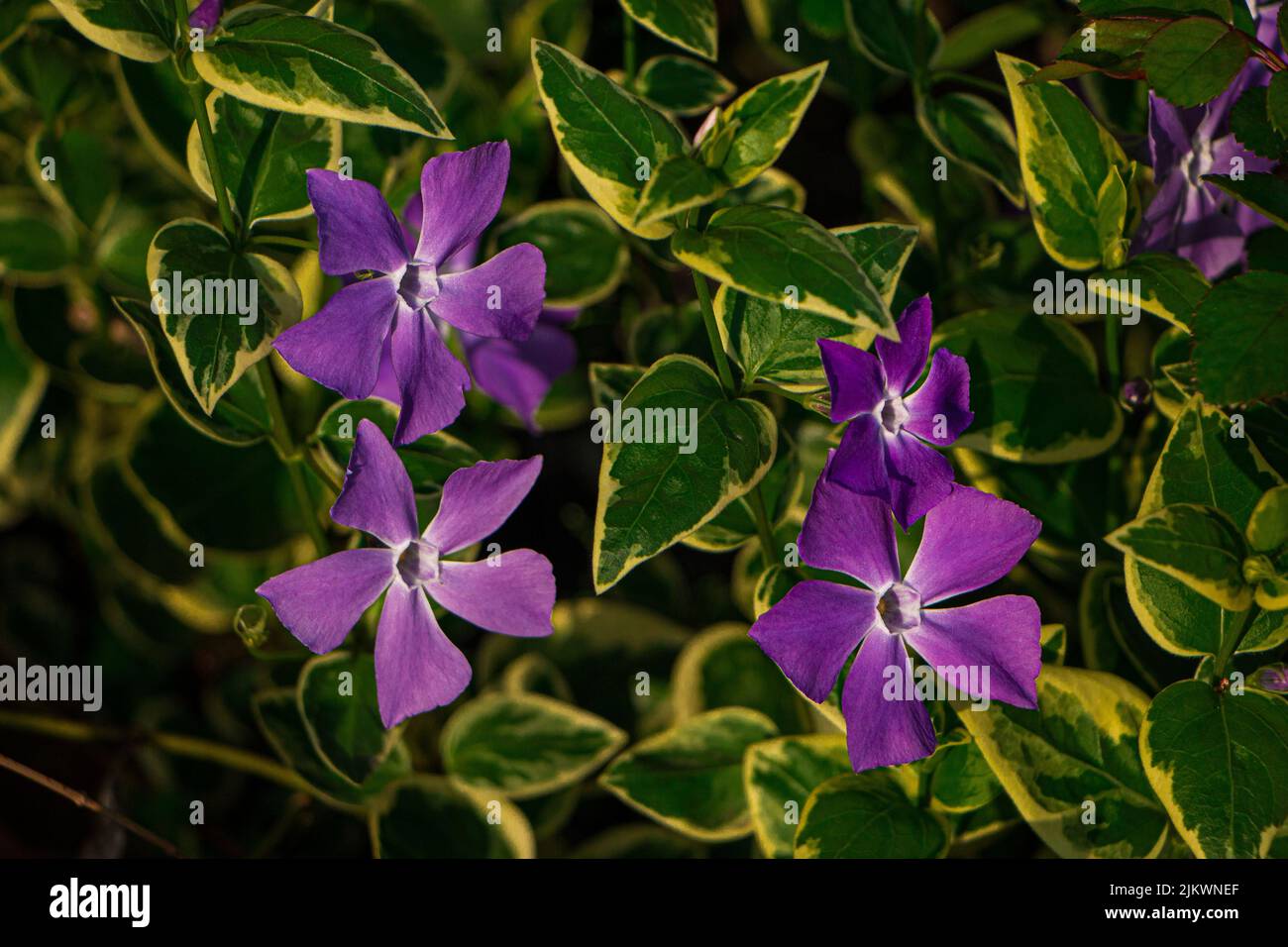 Vinca plants hires stock photography and images Alamy