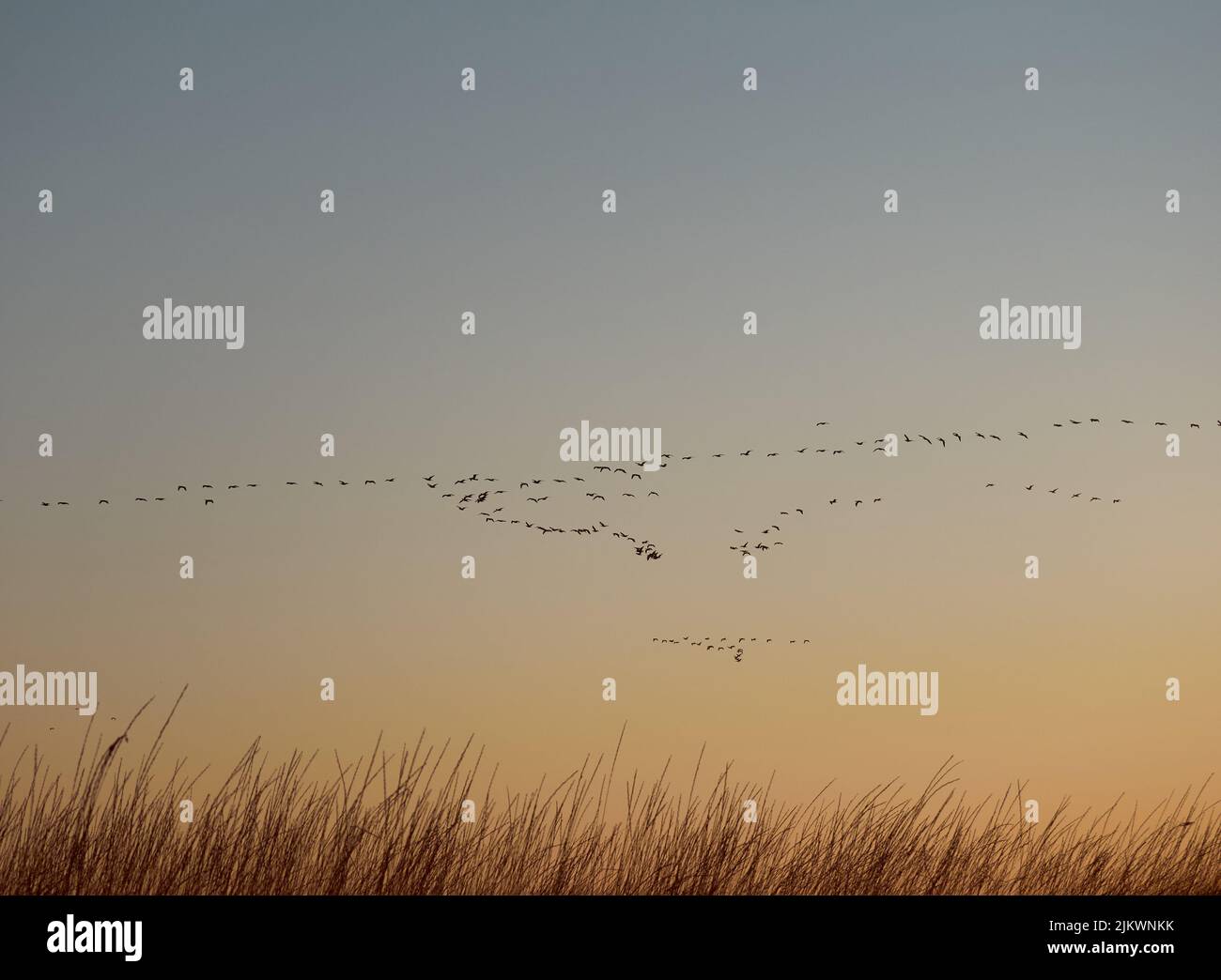 A flock cormorants flying during sunrise on Kinburn Spit,  Mykolaiv Oblast, Ukraine. Stock Photo