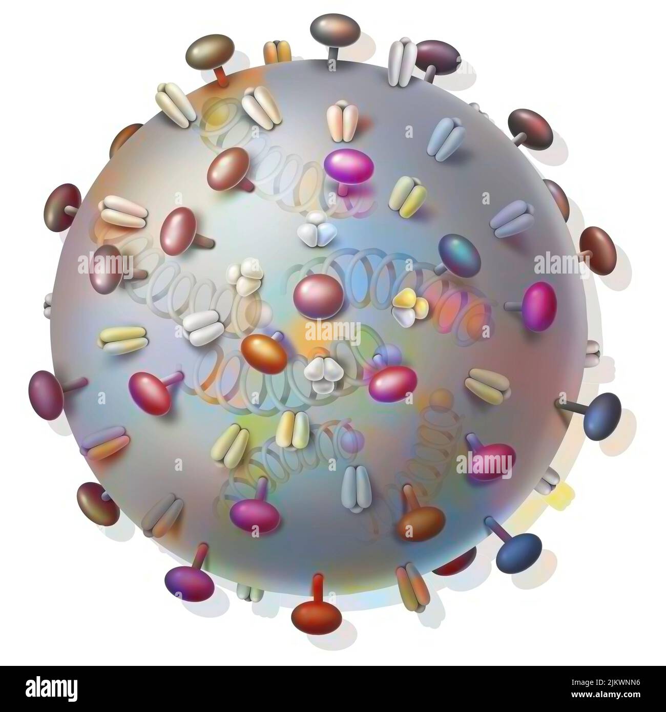 Influenza viruses and proteins that bind to host cells. Stock Photo