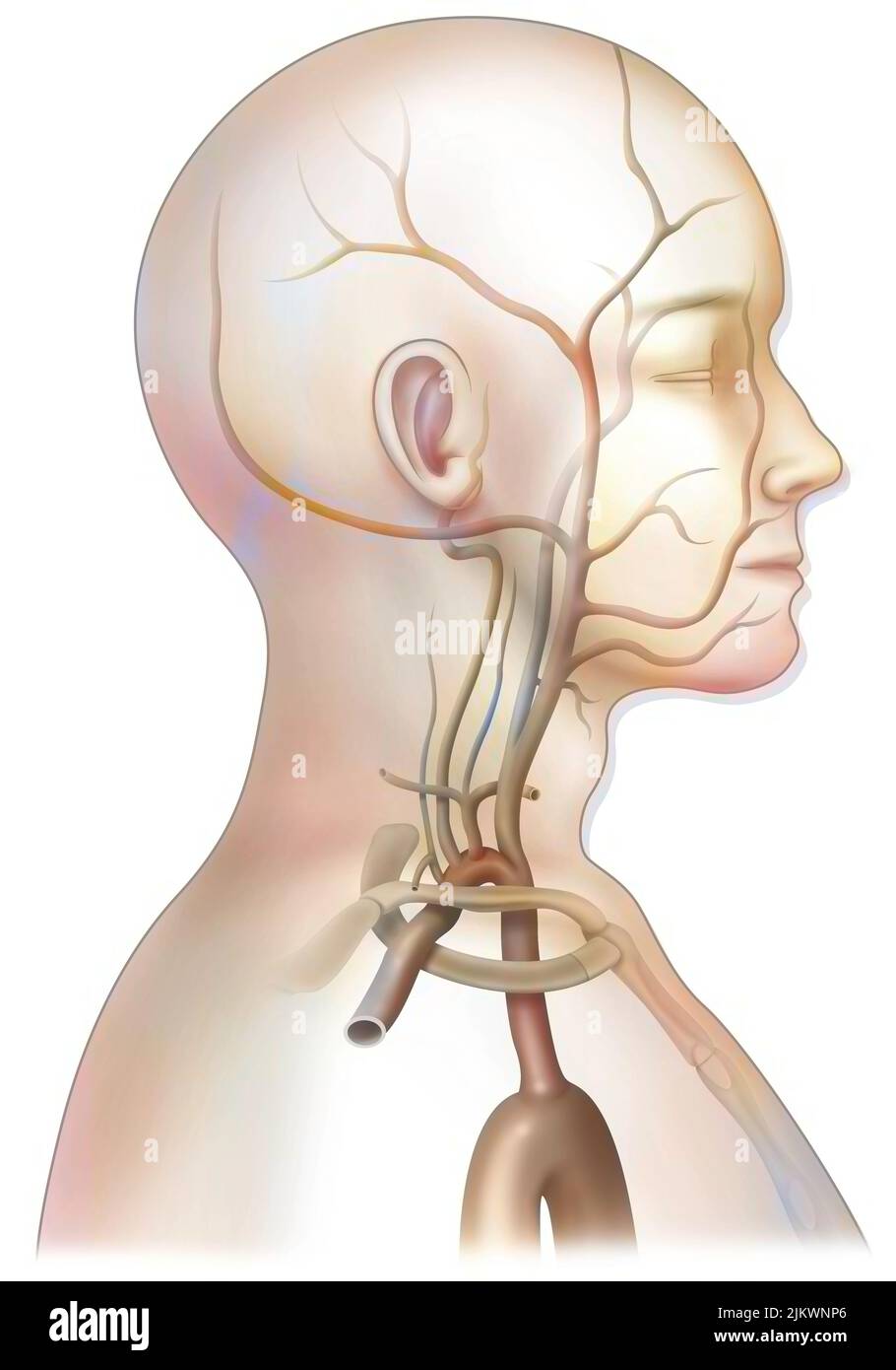 The arterial blood supply to the neck (carotids and vertebral arteries). Stock Photo