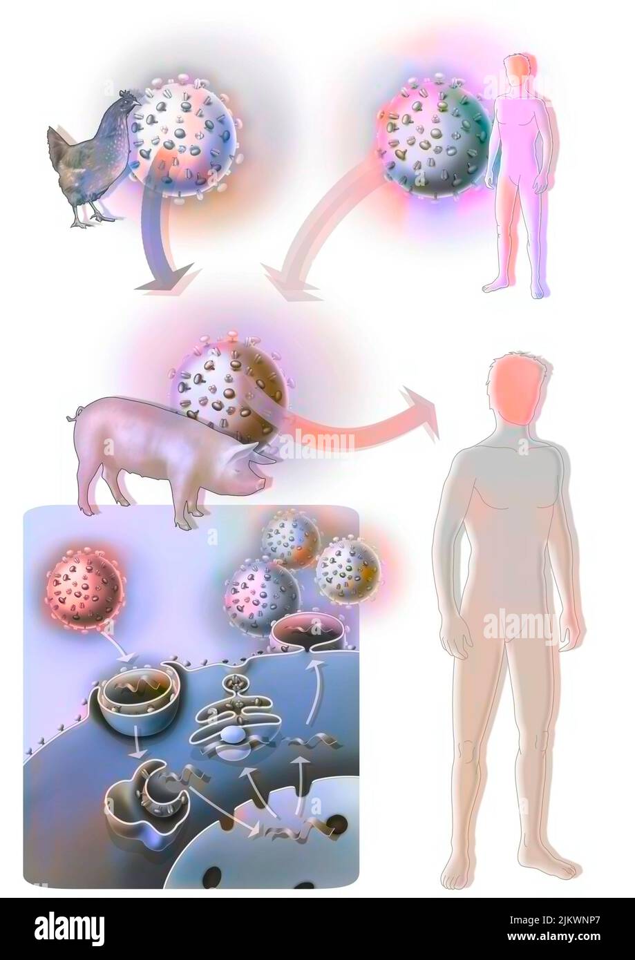 The suspected origin of swine flu or influenza A. Stock Photo