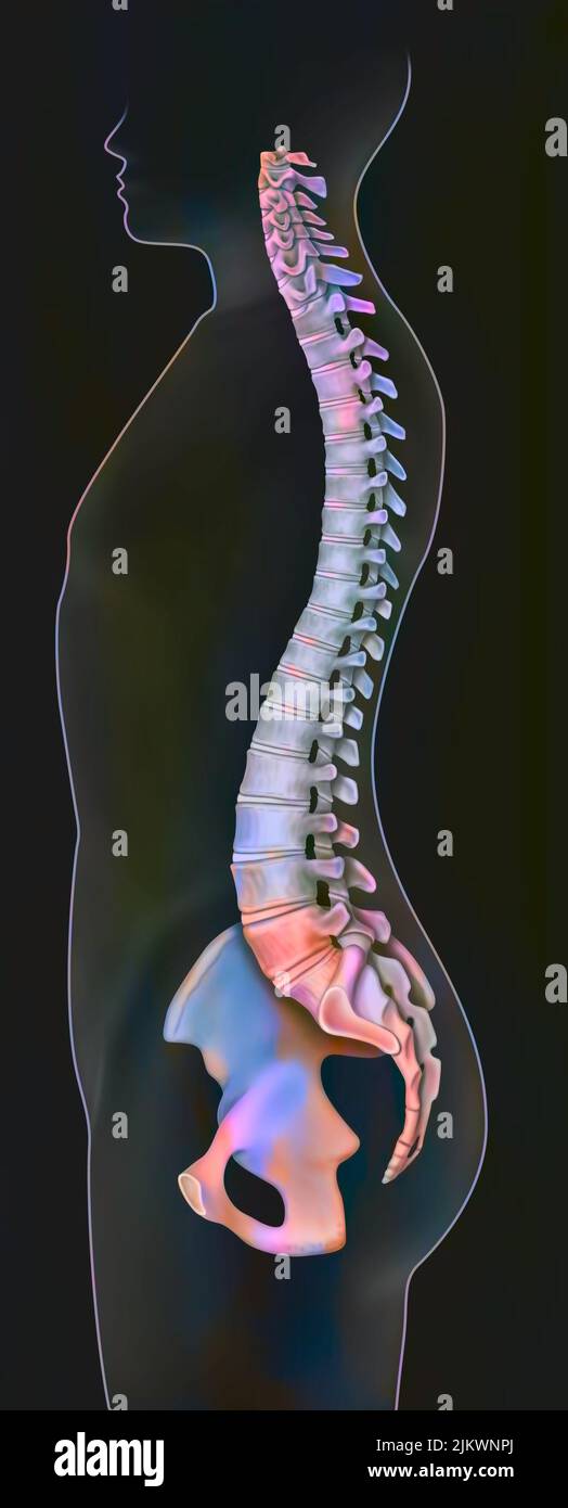 Silhouette of a man's spine in profile. Stock Photo