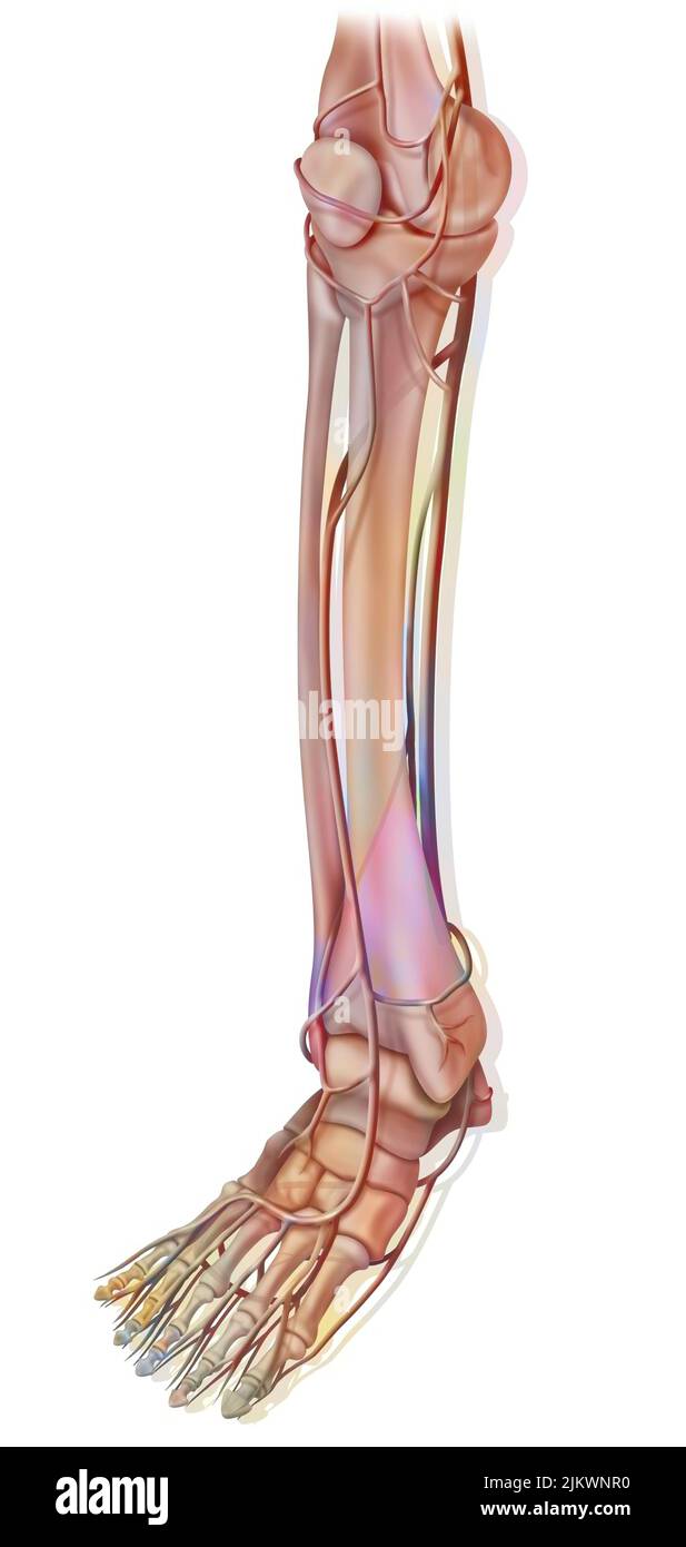 Dorsalis pedis artery hi-res stock photography and images - Alamy