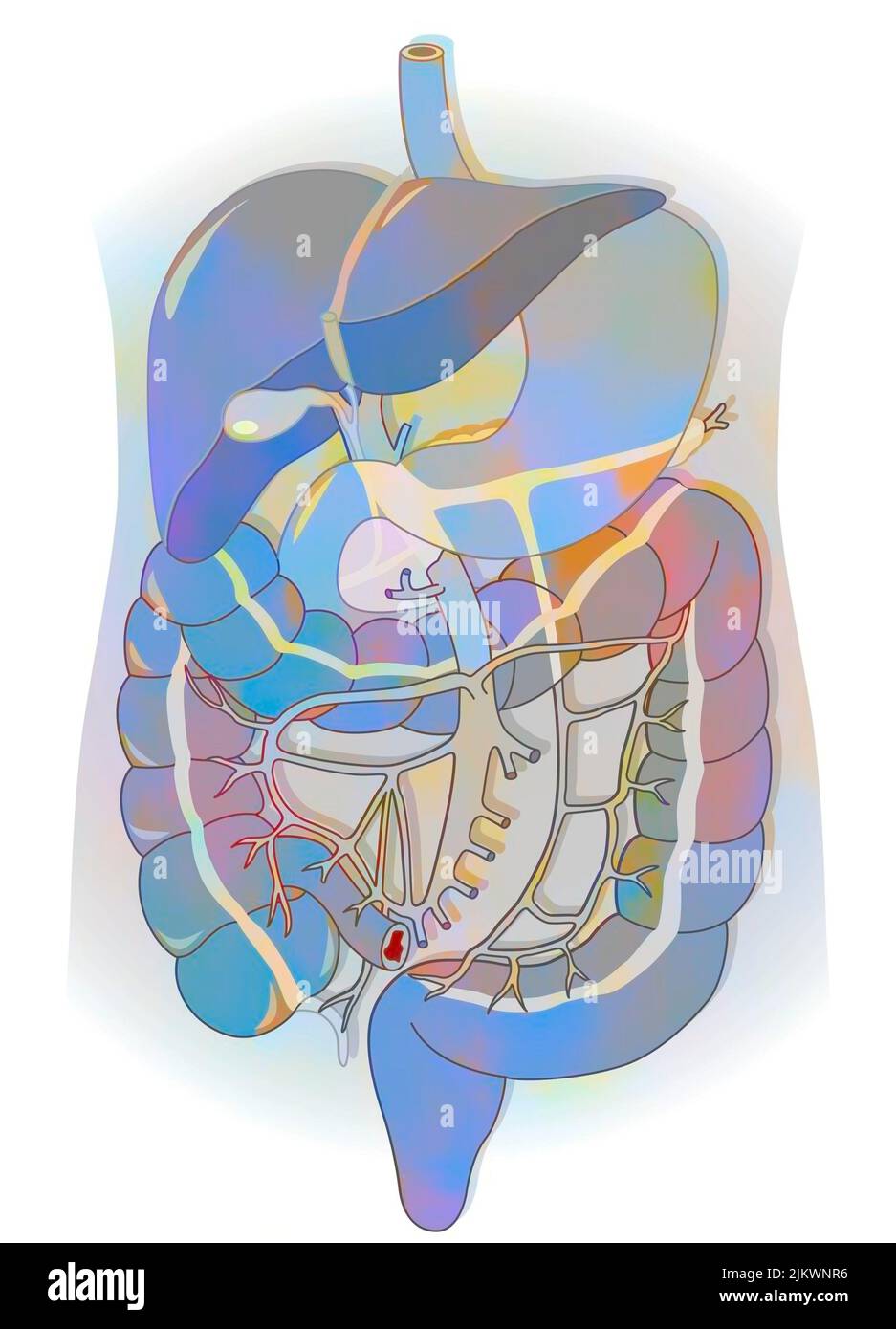 Digestive system: portal system, from the portal vein to the various collaterals. Stock Photo