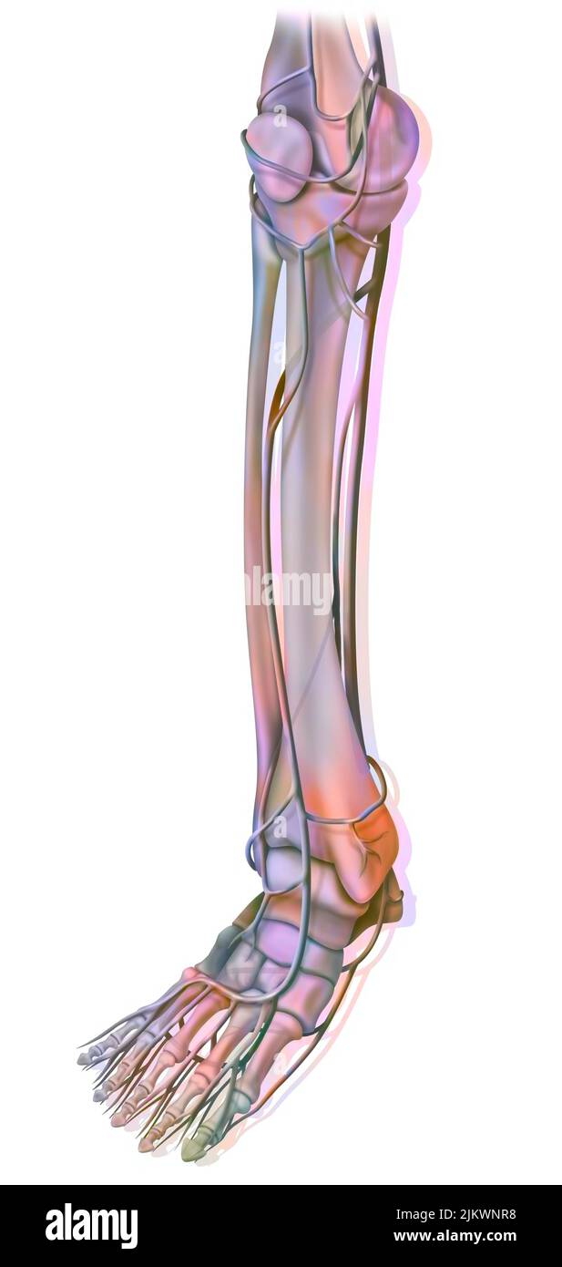 The arteries of the lower part of the lower extremity. Stock Photo
