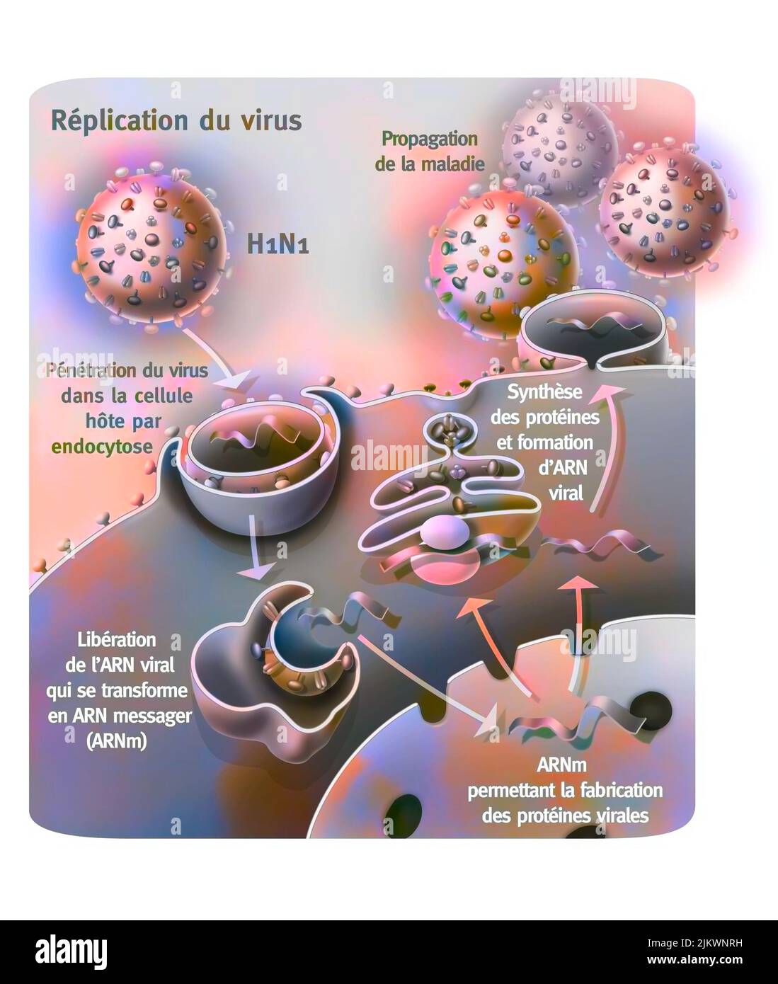 Penetration and replication of the H1N1 virus through a host cell. Stock Photo