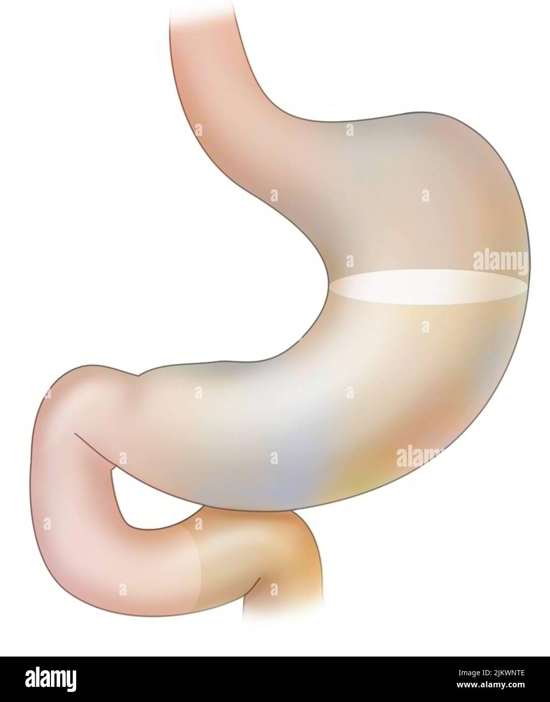 Stomach: the food bolus is represented inside. Stock Photo