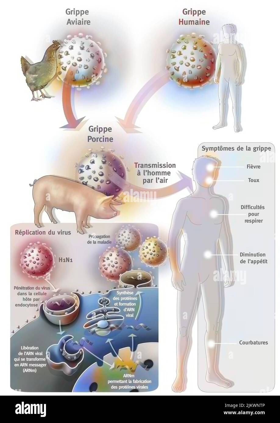 The suspected origin of swine flu or influenza A. Stock Photo