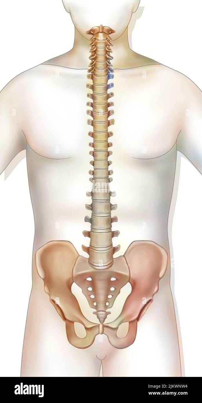 Vertebral column made up of vertebrae (cervical, dorsal, lumbar). Stock Photo