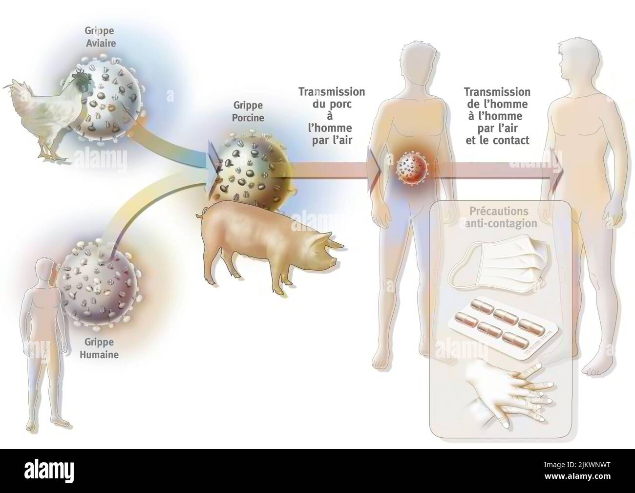 The suspected origin of swine flu or influenza A. Stock Photo