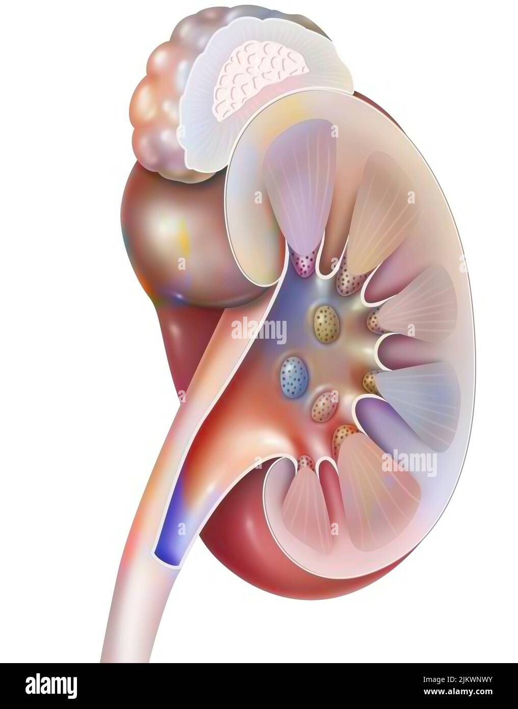 Structures of the kidney and left ureter in 3/4 views. Stock Photo