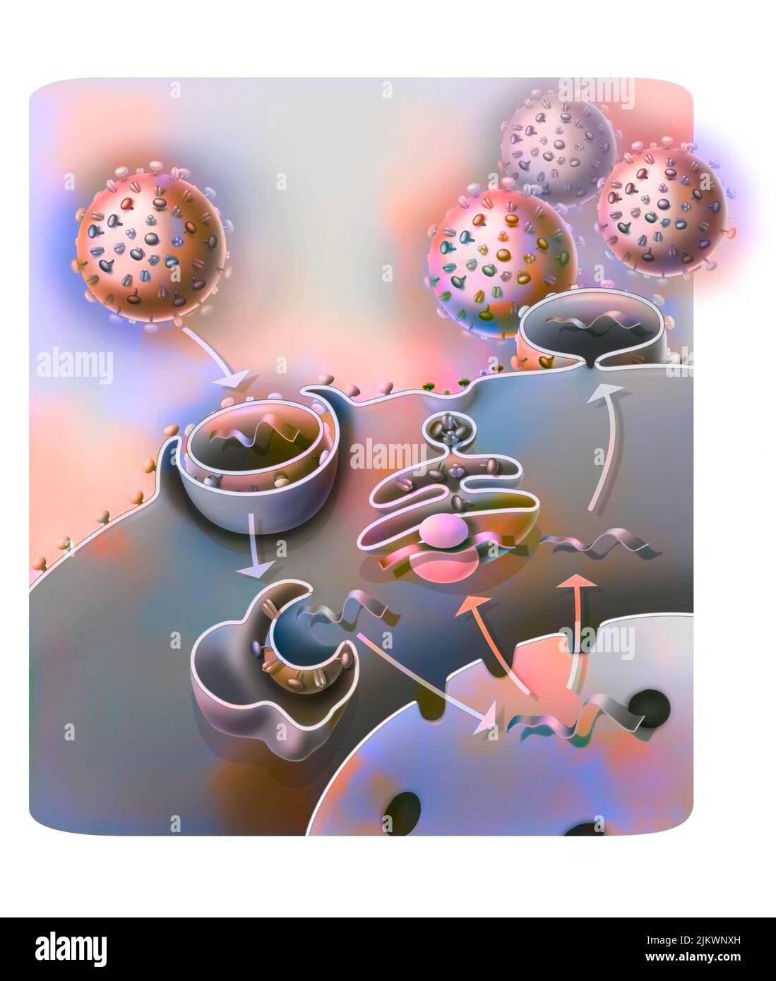 Penetration and replication of the H1N1 virus through a host cell. Stock Photo