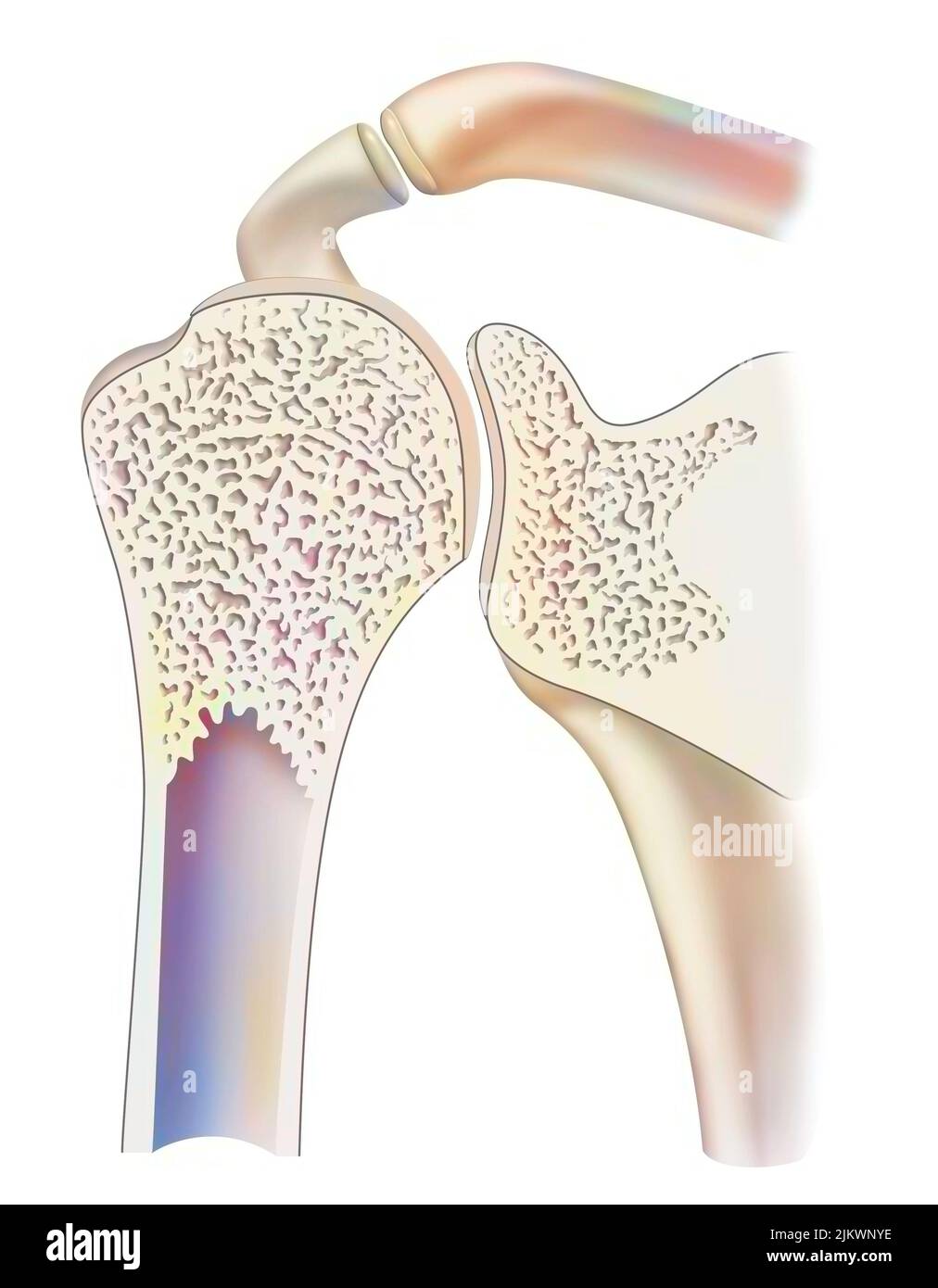 Mid sagittal section of a healthy shoulder joint. Stock Photo