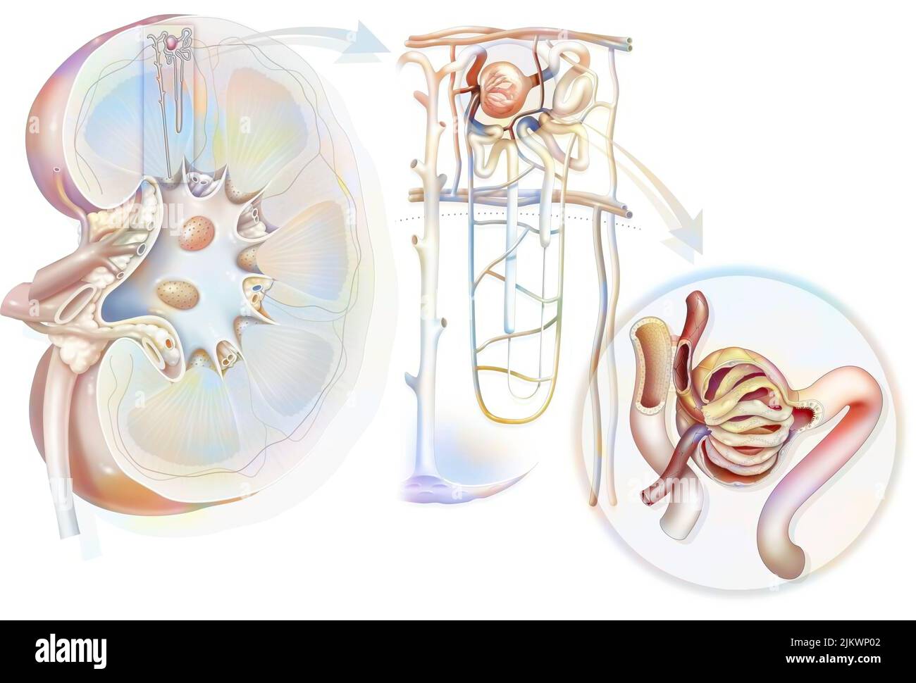 Urinary system from kidney to glomerulus with structures of kidney and ureter. Stock Photo