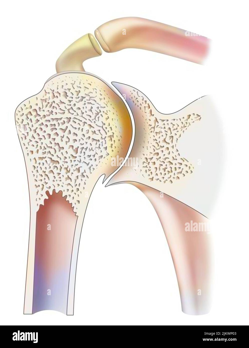 Cartilaginous joints Cut Out Stock Images & Pictures - Alamy