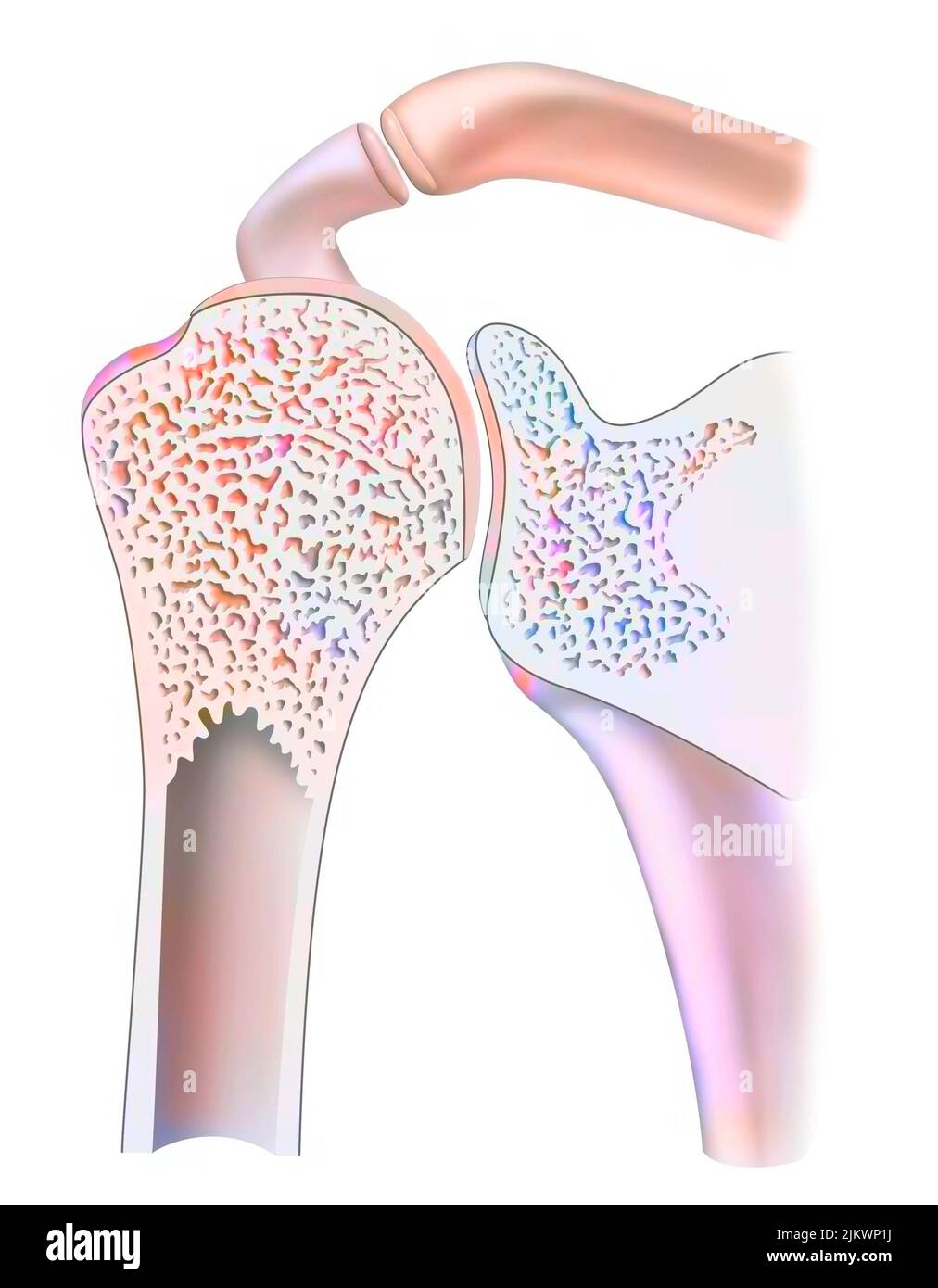 Mid sagittal section of a healthy shoulder joint. Stock Photo