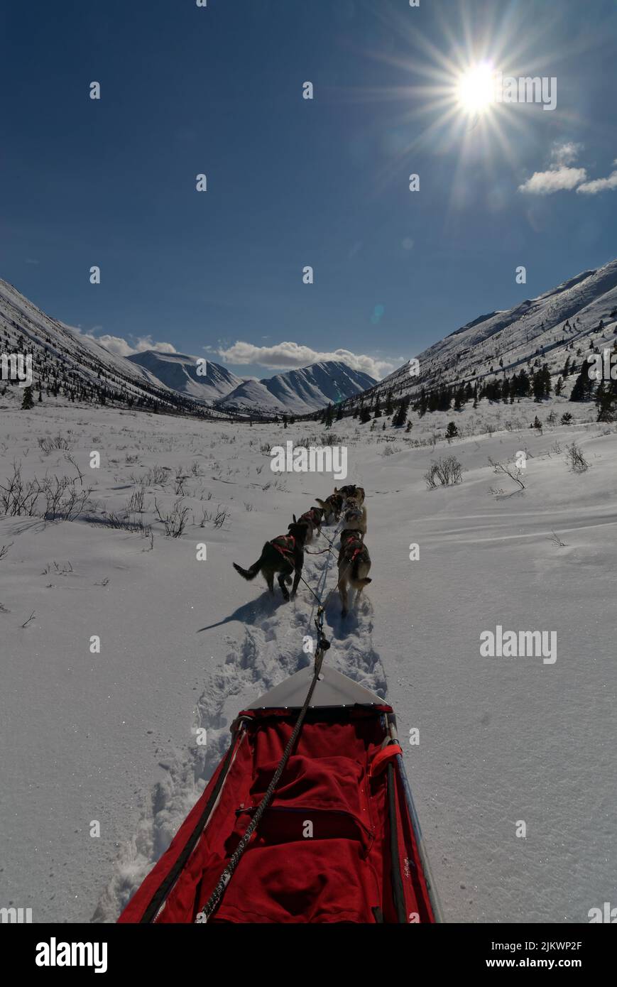 A team of sled dogs traveling through alpine valley snow into the sun Stock Photo