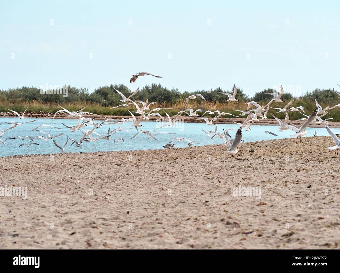 A flock of seagulls flies over the beach. Kinburn spit, Mykolaiv region, Ukraine. Stock Photo