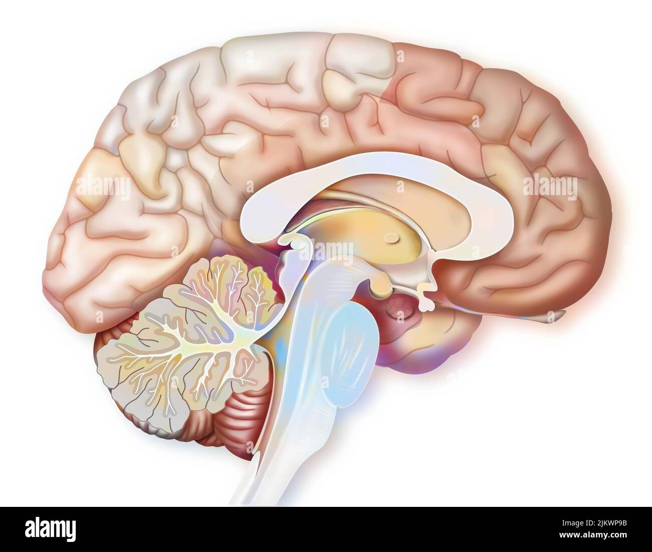 Areas of the brain involved when we are afraid. Stock Photo
