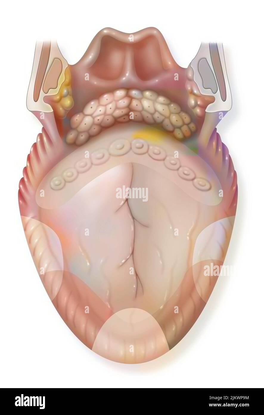 Tongue and flavor areas: bitter, sour, sweet, salty. Stock Photo