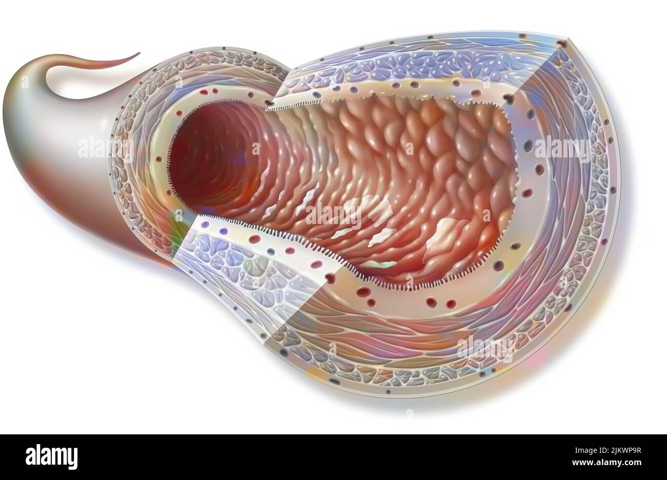 Intestinal mucous membrane Cut Out Stock Images & Pictures Alamy