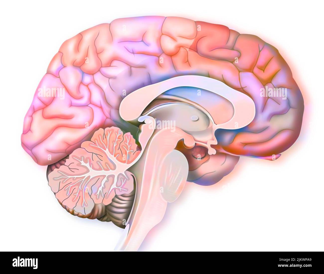 Areas of the brain involved when we are afraid. Stock Photo