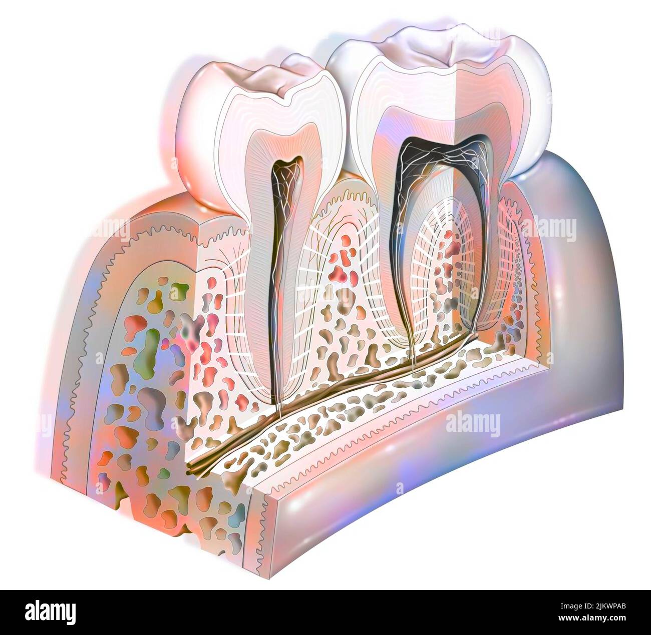 Anatomy of the tooth showing the enamel, dentin, pulp. Stock Photo