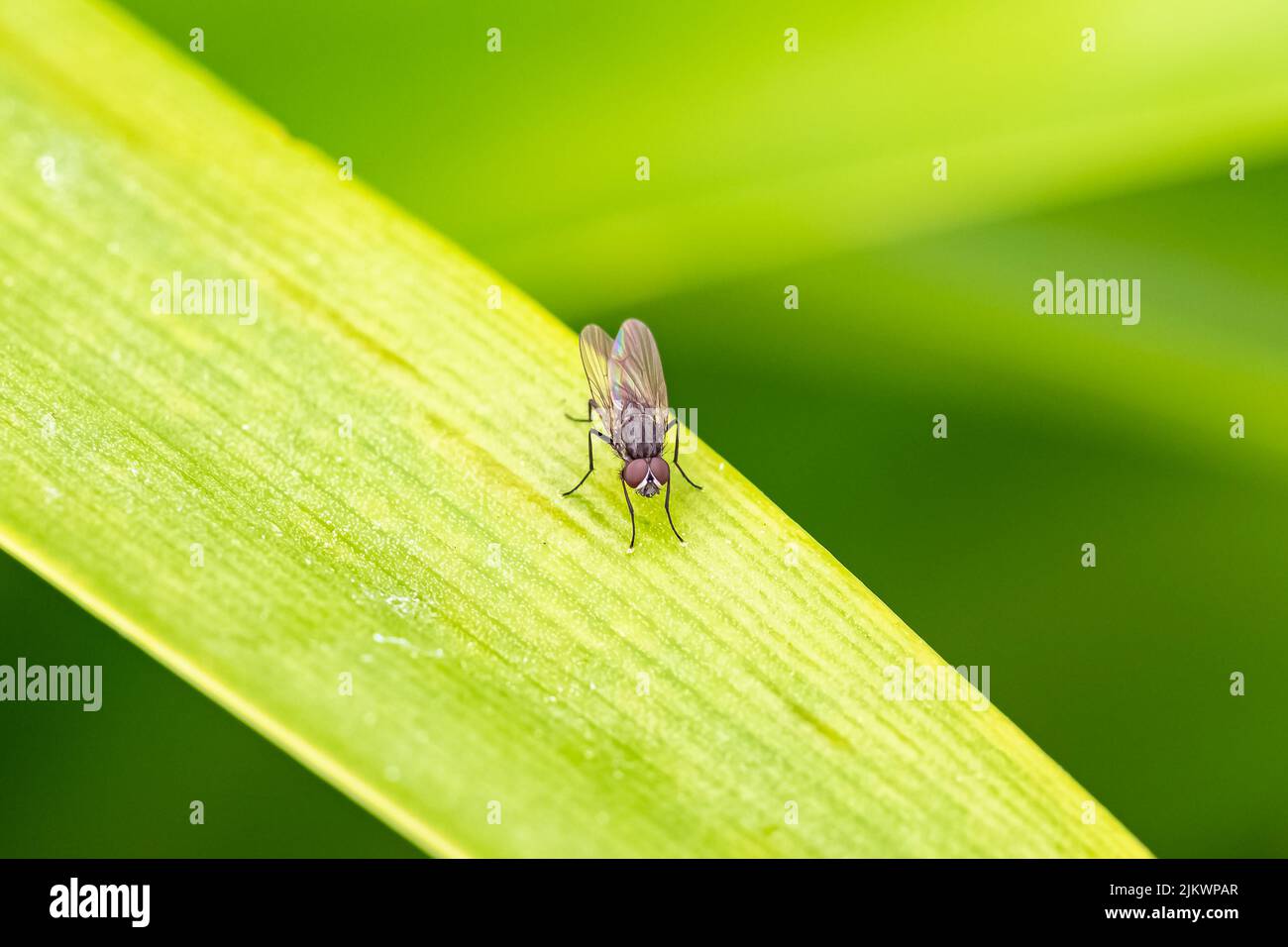 A fly standing on a leaf in the garden Stock Photo