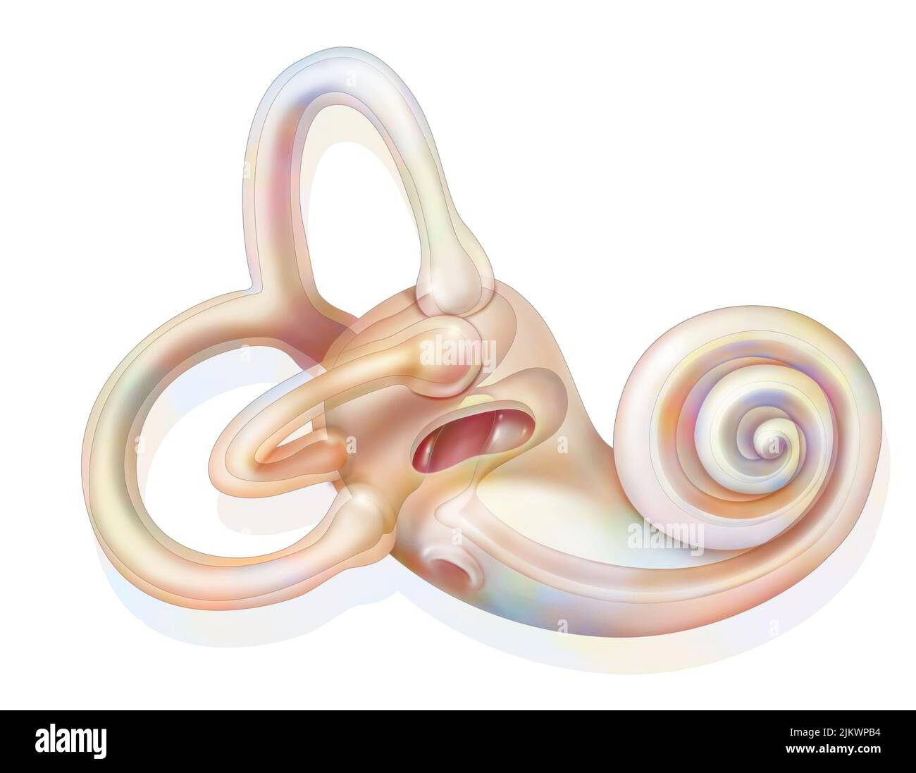 Anatomy of the inner ear showing the macule. Stock Photo