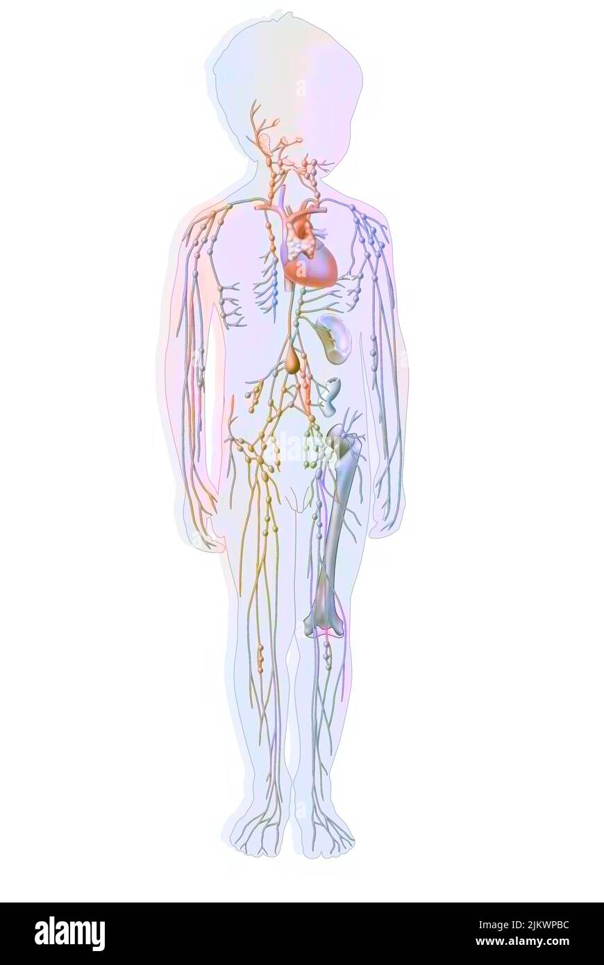 Lymphatic system in children with lymph vessels and nodes. Stock Photo