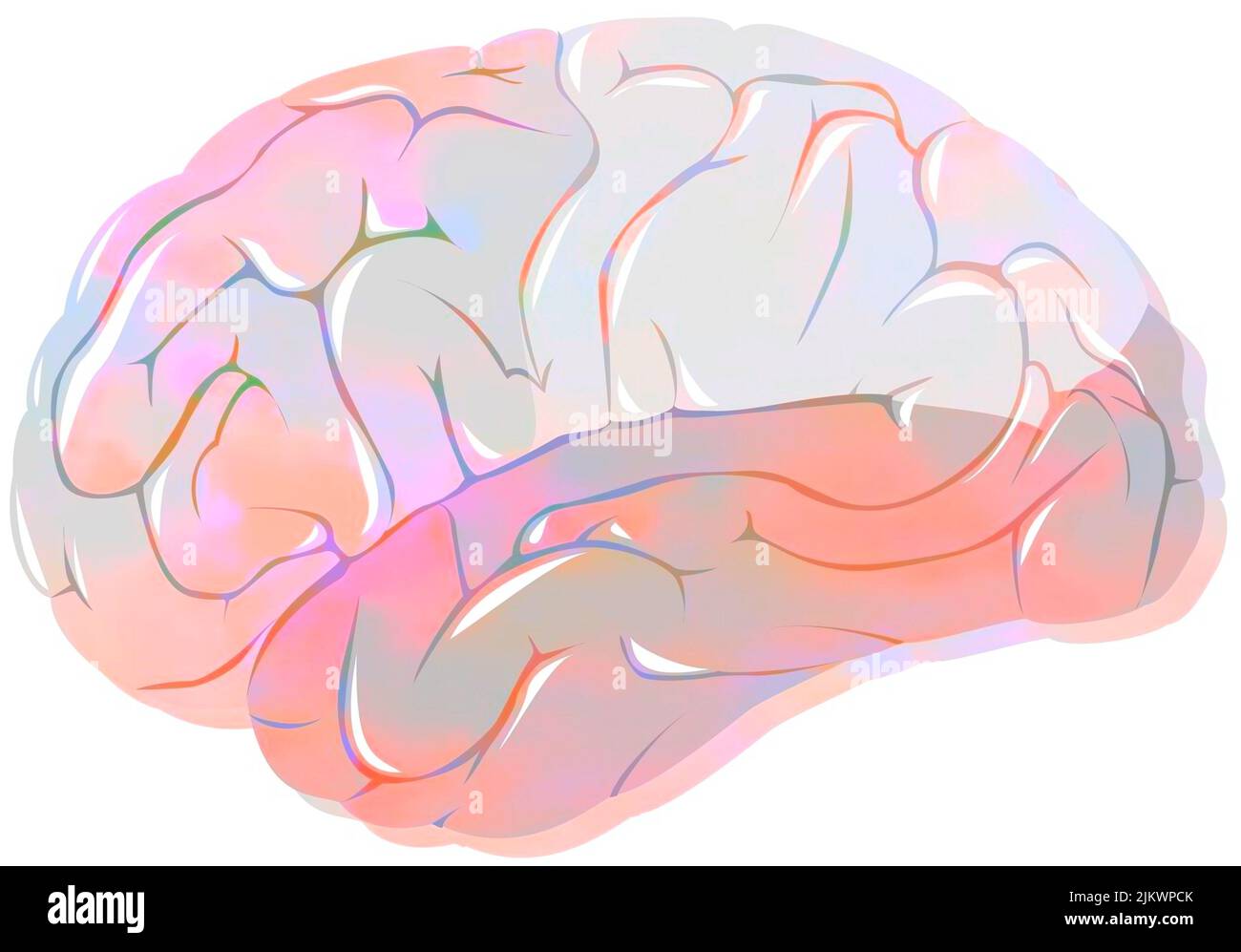 Lobes of the brain with the frontal, parietal, temporal and occipital lobes. Stock Photo