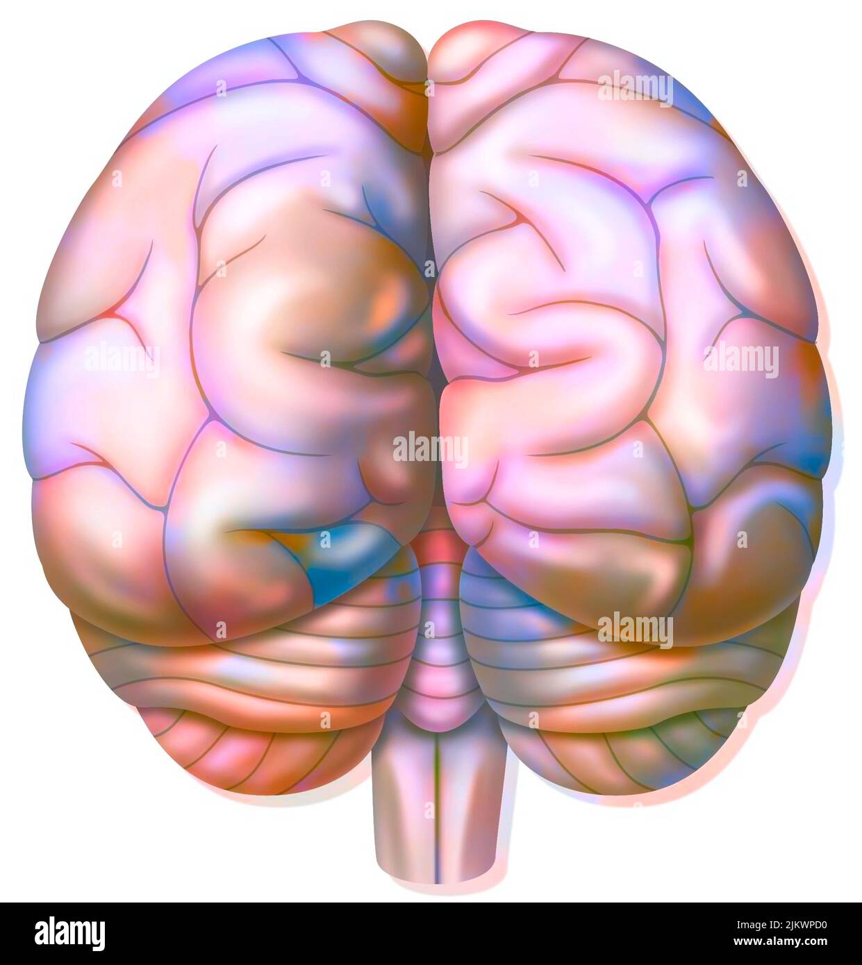 Brain with occipital, parietal, temporal lobes, cerebellum. Stock Photo