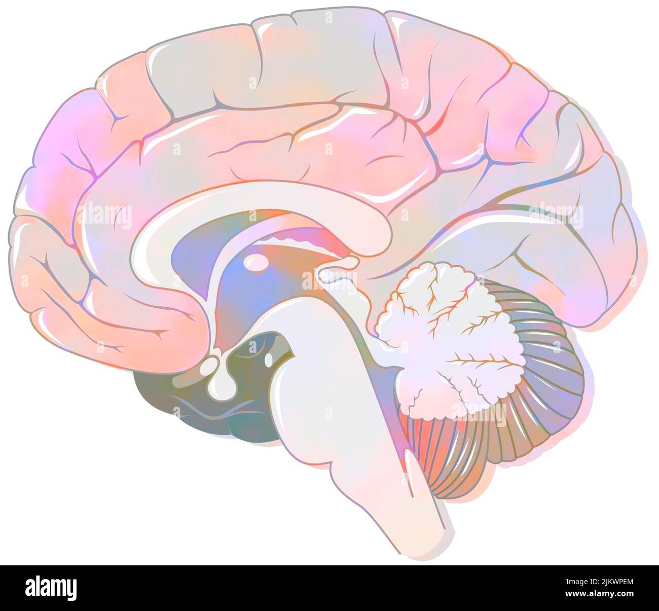 Sagittal section of the brain with meninges and cerebrospinal fluid. Stock Photo