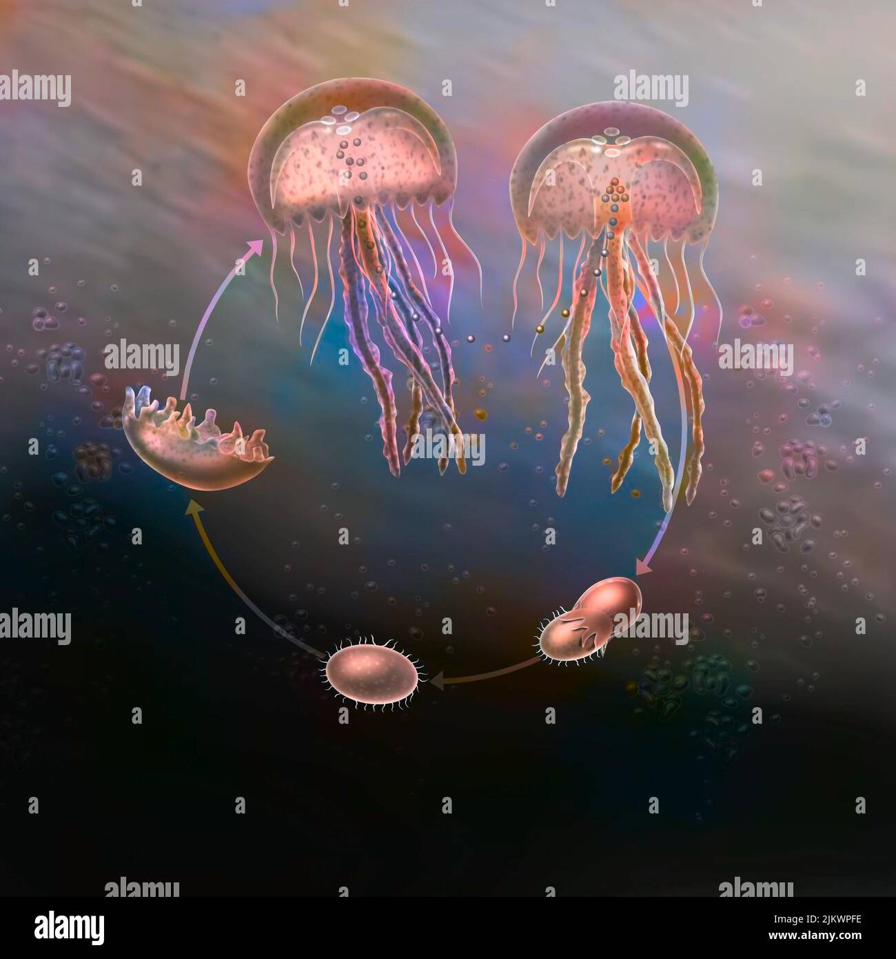 Life cycle of jellyfish (pelagia noctiluca) from fertilization to adulthood. Stock Photo