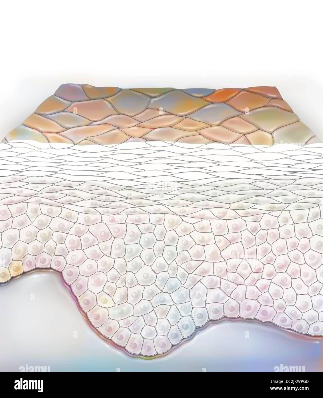 Section of skin with the layers of the epidermis Stock Photo Alamy