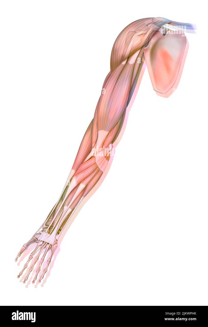 The muscles of the upper right limb in anterior view. Stock Photo