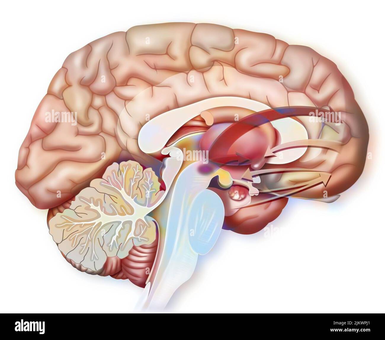 Brain: functioning during the birth of love desire. Stock Photo